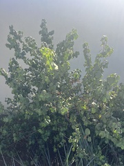 Prunus ilicifolia