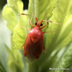 Deraeocoris ruber
