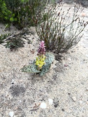 Lachenalia membranacea