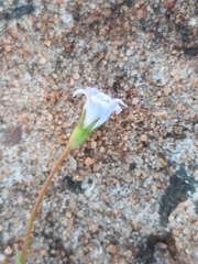 Wahlenbergia marginata