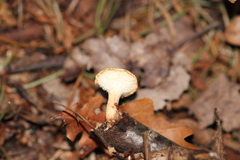Heliocybe