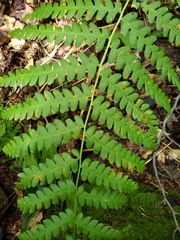 Osmunda claytoniana