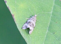 Syricoris lacunana