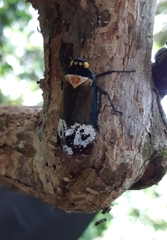 Penthicodes farinosus