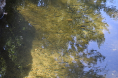 Luciobarbus sclateri