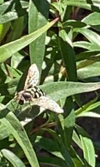Syrphini