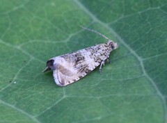 Syricoris lacunana
