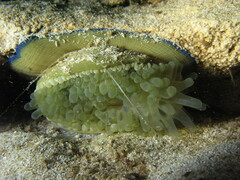 Actinia equina