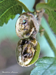 Phytoptus avellanae