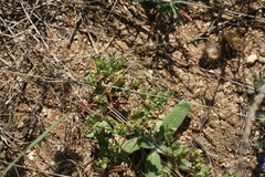 Euphorbia falcata