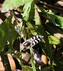 Syrphini