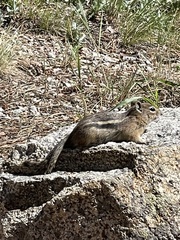 Callospermophilus lateralis