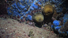 Actinia equina