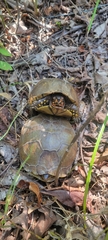 Terrapene carolina triunguis