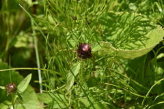 Prunella vulgaris lanceolata