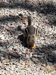 Callospermophilus lateralis