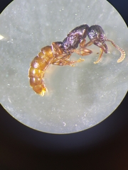 Stigmatomma oregonense