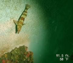 Oxylebius pictus