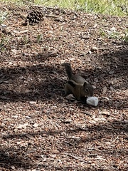 Callospermophilus lateralis