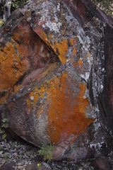 Lecanoromycetes