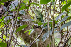 Physignathus cocincinus