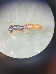 Stigmatomma oregonense