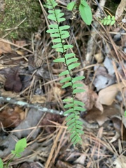 Asplenium platyneuron
