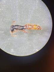 Stigmatomma oregonense