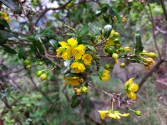 Ochna