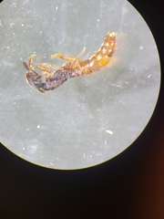 Stigmatomma oregonense