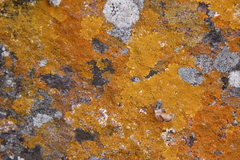 Lecanoromycetes