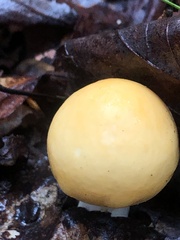 Russula claroflava