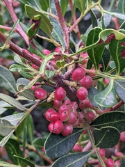 Pistacia lentiscus