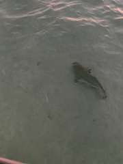 Carcharhinus melanopterus