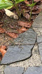 Basiliscus basiliscus