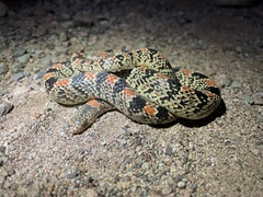 Rhinocheilus lecontei