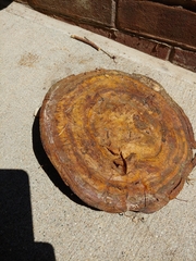 Ganoderma curtisii