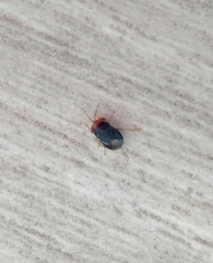 Geocoris erythrocephalus