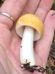 Russula claroflava