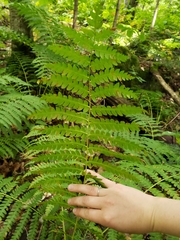 Osmunda claytoniana