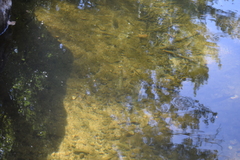 Luciobarbus sclateri