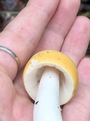 Russula claroflava
