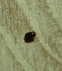 Geocoris erythrocephalus