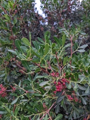 Pistacia lentiscus