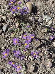 Dieteria canescens