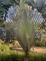 Ravenala madagascariensis
