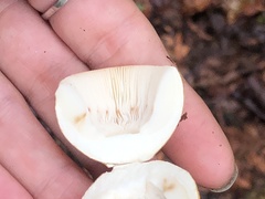 Russula claroflava