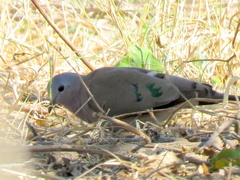 Turtur chalcospilos