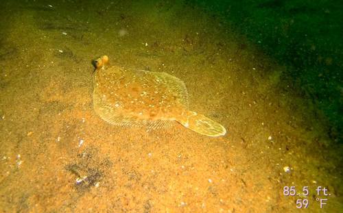 Pleuronichthys coenosus