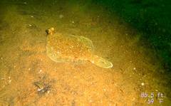 Pleuronichthys coenosus